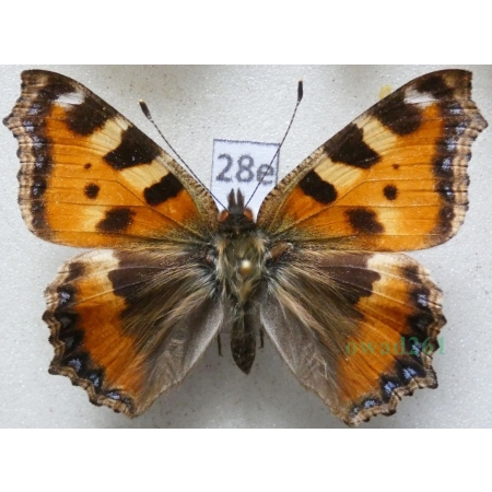 Aglais urticae (Linnaeus, 1758) Rusałka pokrzywnik Poland28e